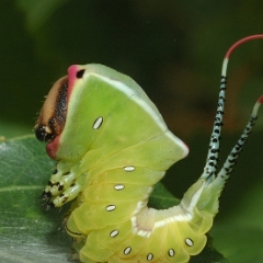 Cerura vinula